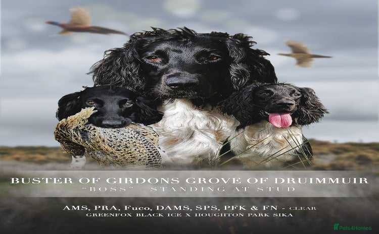 English Springer Spaniel dogs in Alford - Advert 3