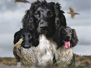 English Springer Spaniel dogs in Alford - Advert 23