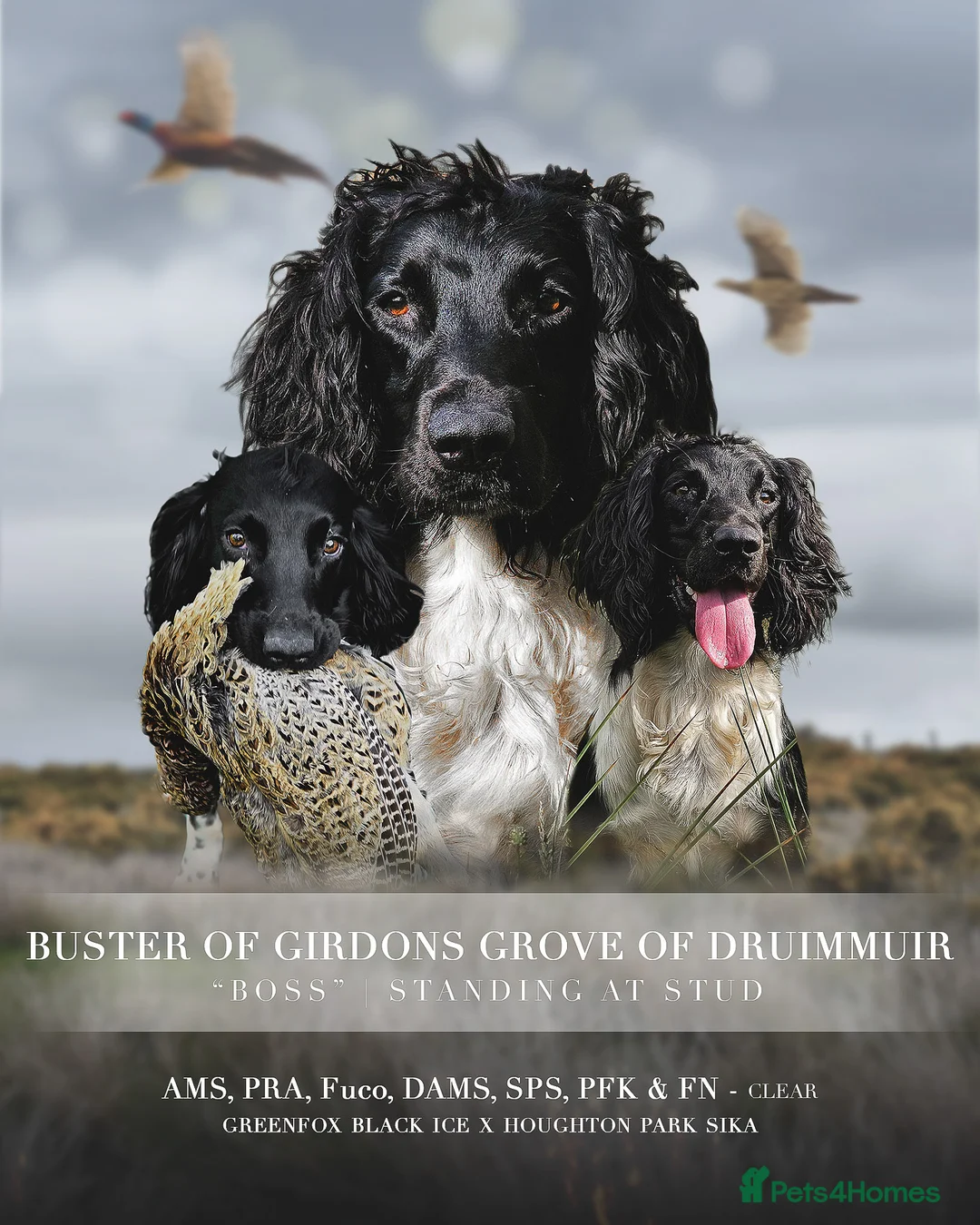English Springer Spaniel dogs for stud: BW Springer Stud Dog  in Alford - Advert 1