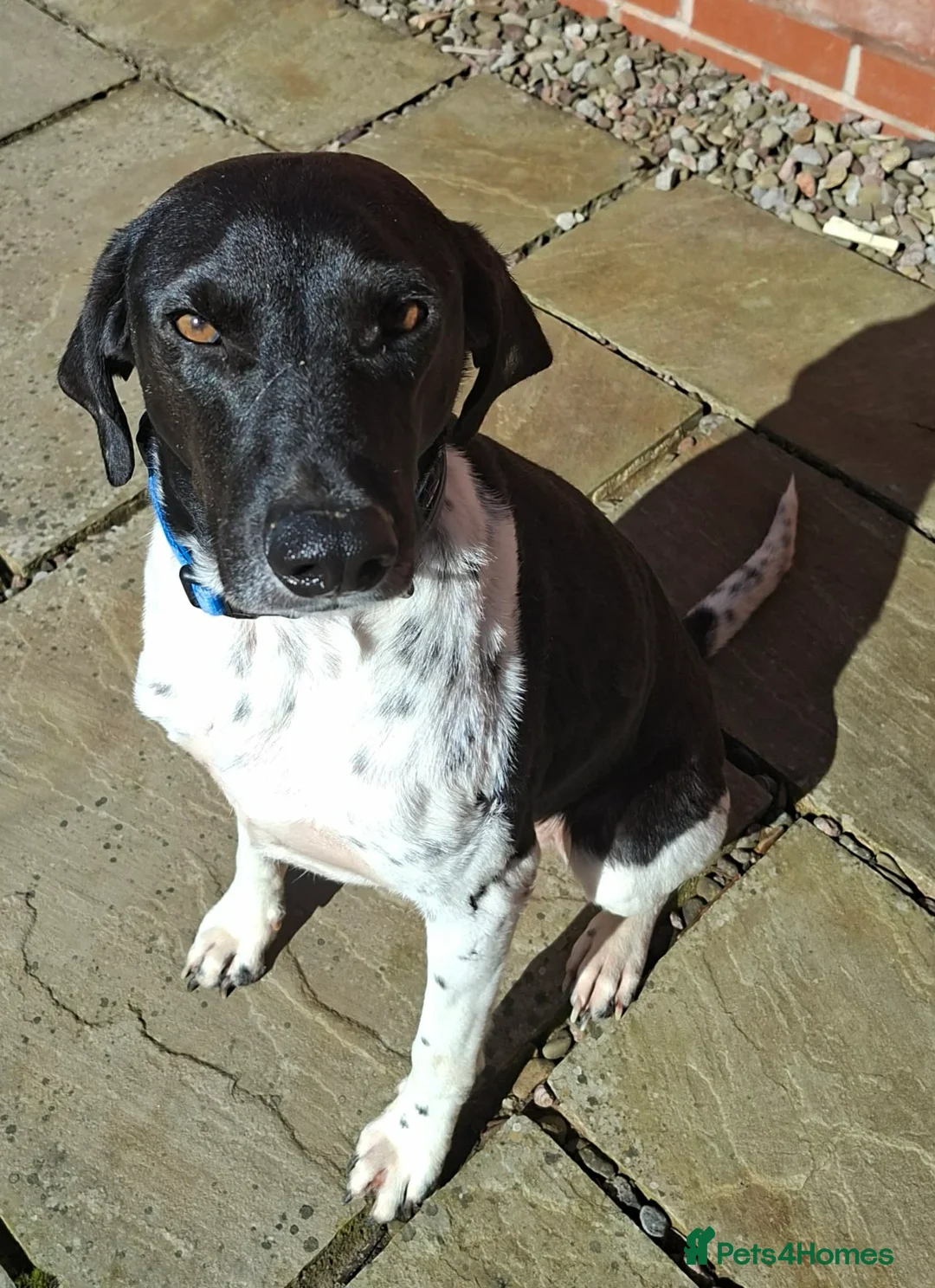 Mixed Breed dogs for adoption: Stratos ! ❤️ a Cypriot sweetheart  - Advert 2