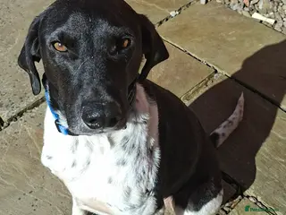 Mixed Breed dogs Stratos ! ❤️ a Cypriot sweetheart - Advert 4