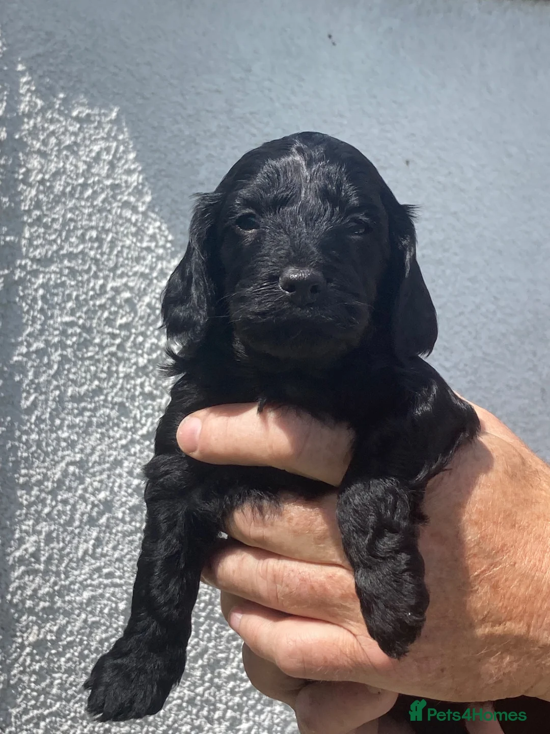 Cockapoo dogs for sale: F1 Cockapoos - Advert 40