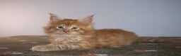 Maine Coon cats for sale: Gorgeous TICA-Registered Maine Coon Kittens! - Advert 10