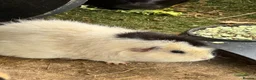 Guinea Pig rodents for sale: Guinea Pigs  - Advert 6