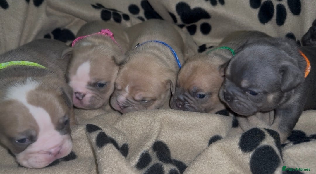Mixed Breed dogs for sale: 6 beautiful mix French & English bulldog puppies  - Image 6