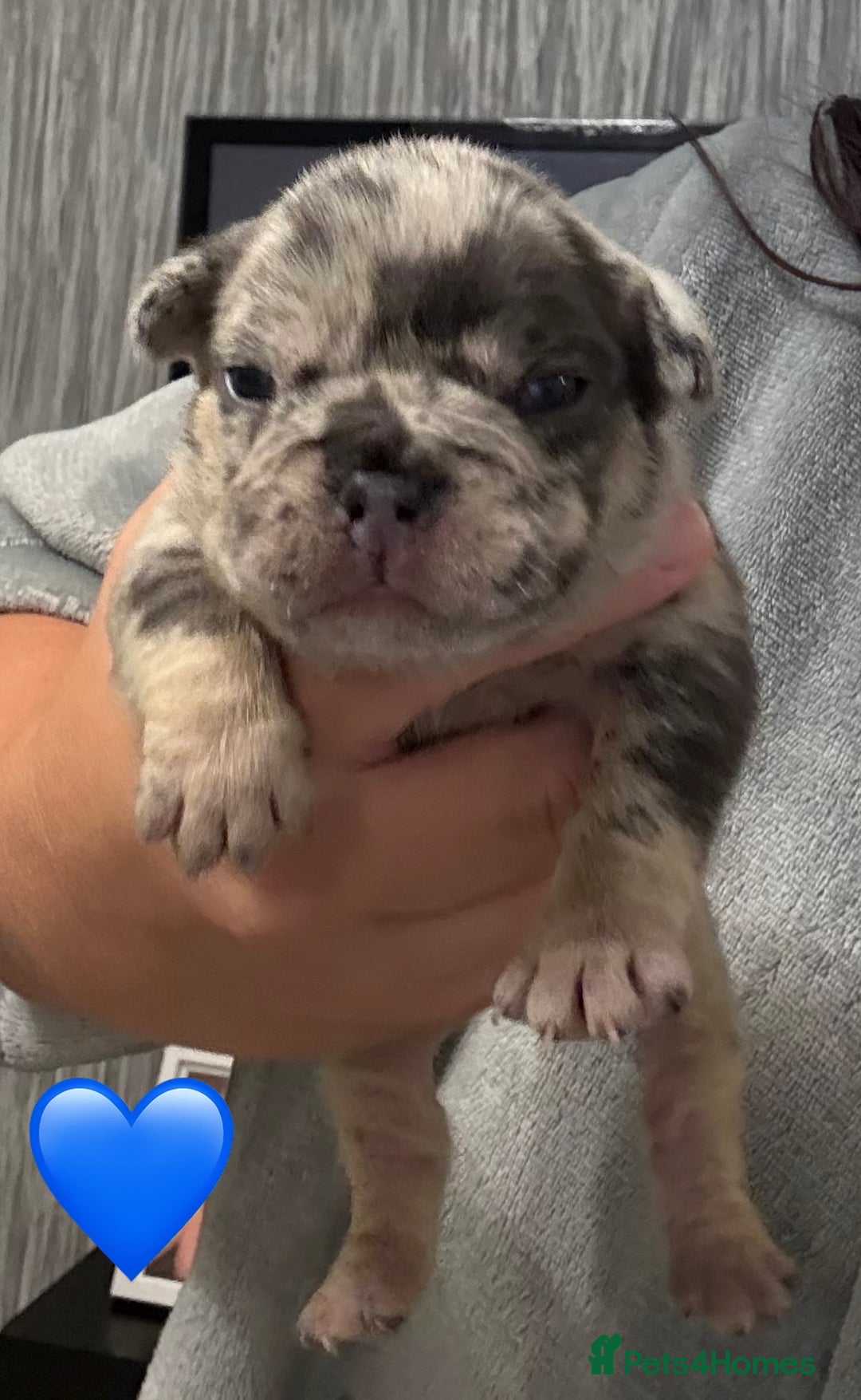 French Bulldog dogs for sale: French bulldog puppies - Advert 11