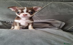 Chihuahua dogs for sale: Two Beautiful Male Chihuahua Puppies  - Image 2