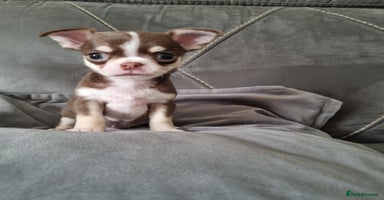 Chihuahua dogs - Advert 7