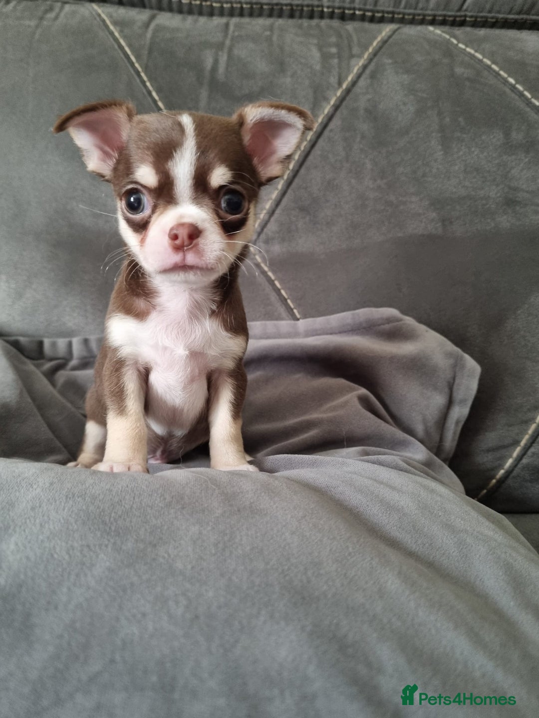 Chihuahua dogs for sale: Two Beautiful Male Chihuahua Puppies  - Image 2