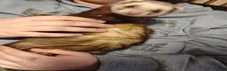 Ferret rodents for sale: One male one female must be sold together  - Advert 2