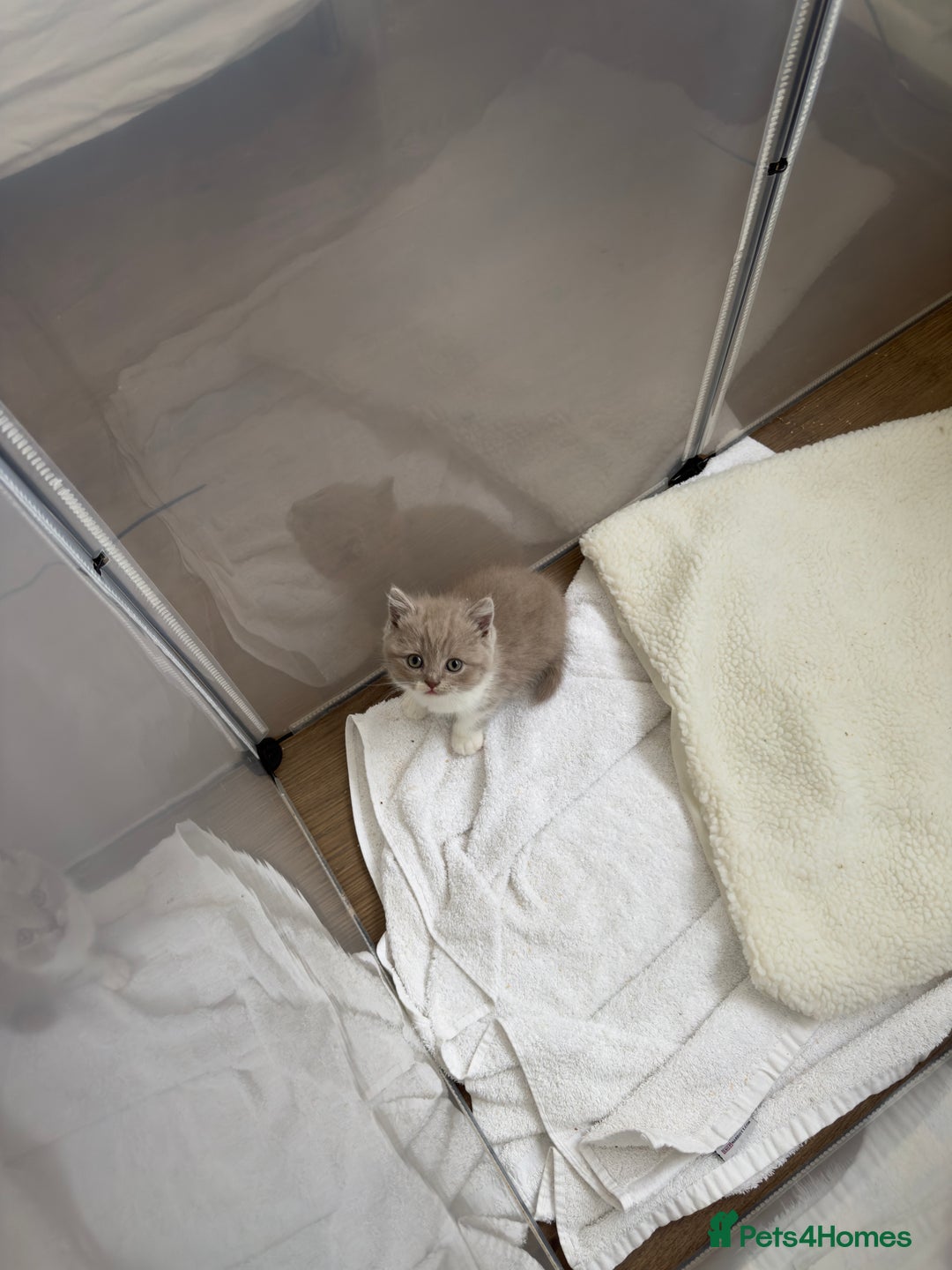 British Shorthair cats for sale: British Short Hair/ British Longhair 🐾 in Manchester - Image 22