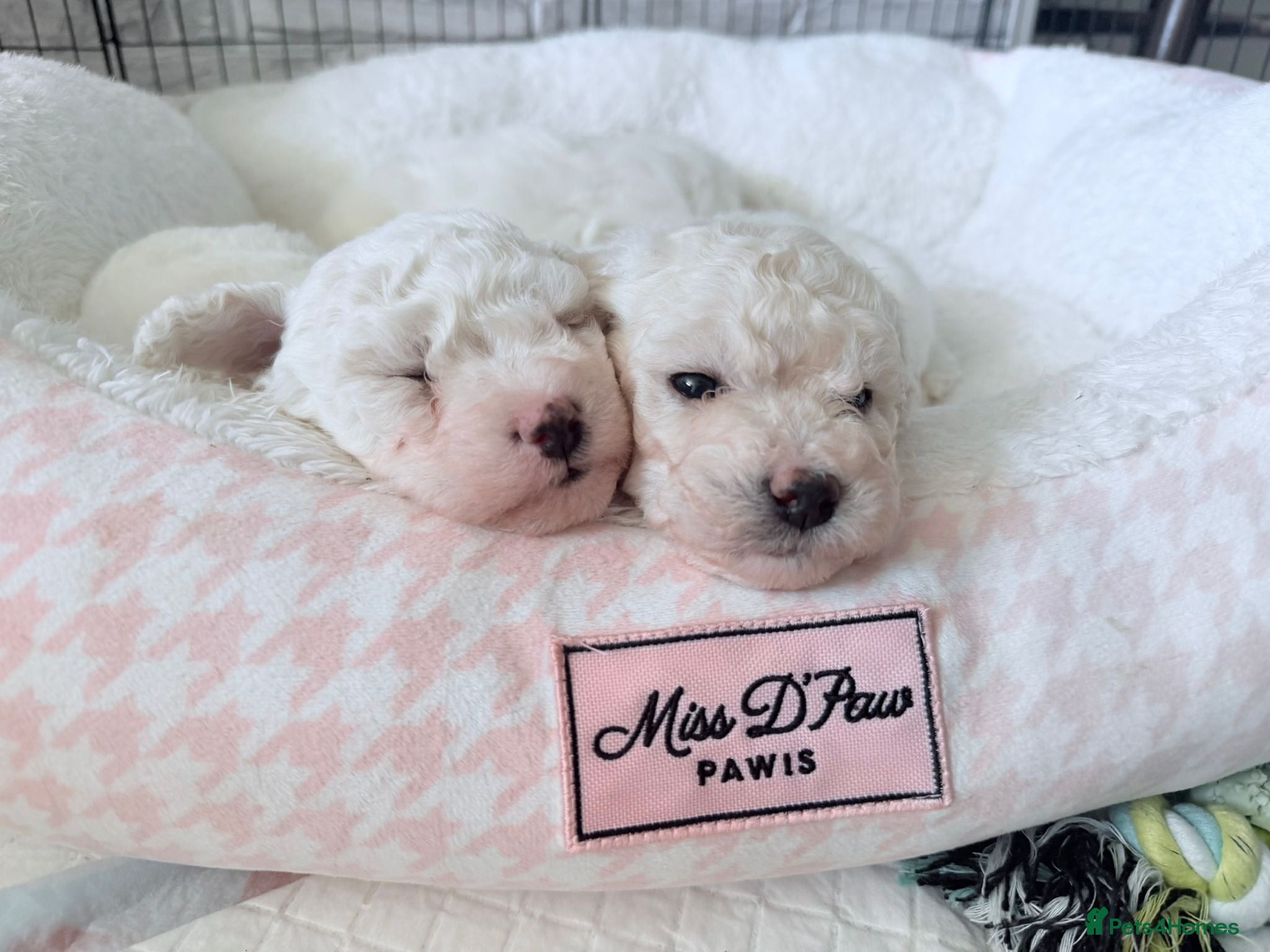 Bichon Frise dogs Bichon Puppies for Sale  - Advert 7