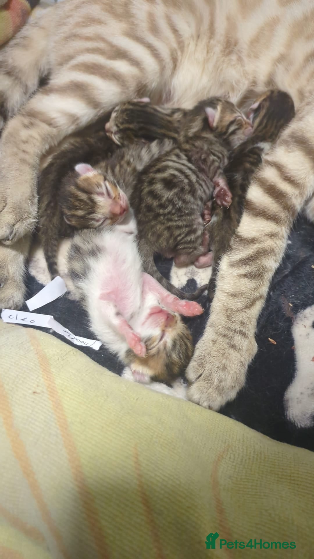 Bengal cats for sale: Bengal cross tabby kittens  - Advert 3