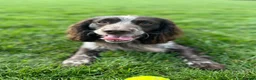 Sprocker dogs for stud: Liver and White Sprocker for stud - Advert 4