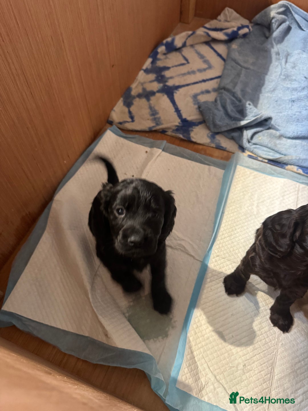 Cockapoo dogs for sale: Beautiful black F1B cockapoo boy ready next week  - Advert 23