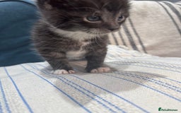 Maine Coon cats for sale: 5 beautiful kittens  - Image 6