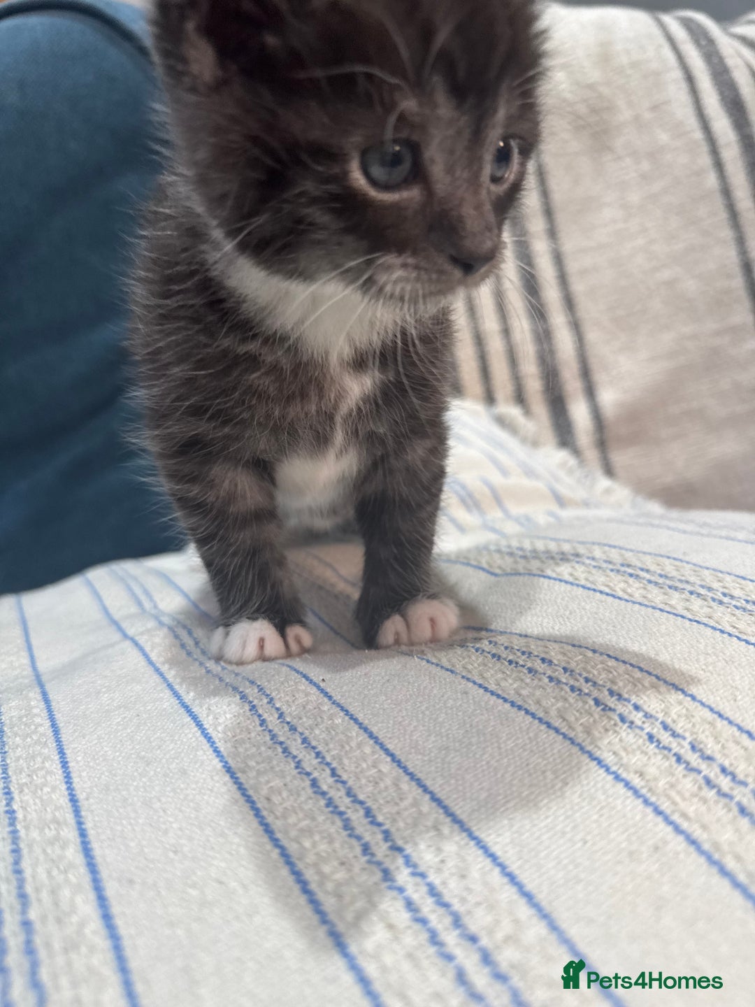 Maine Coon cats for sale: 5 beautiful kittens  - Image 6