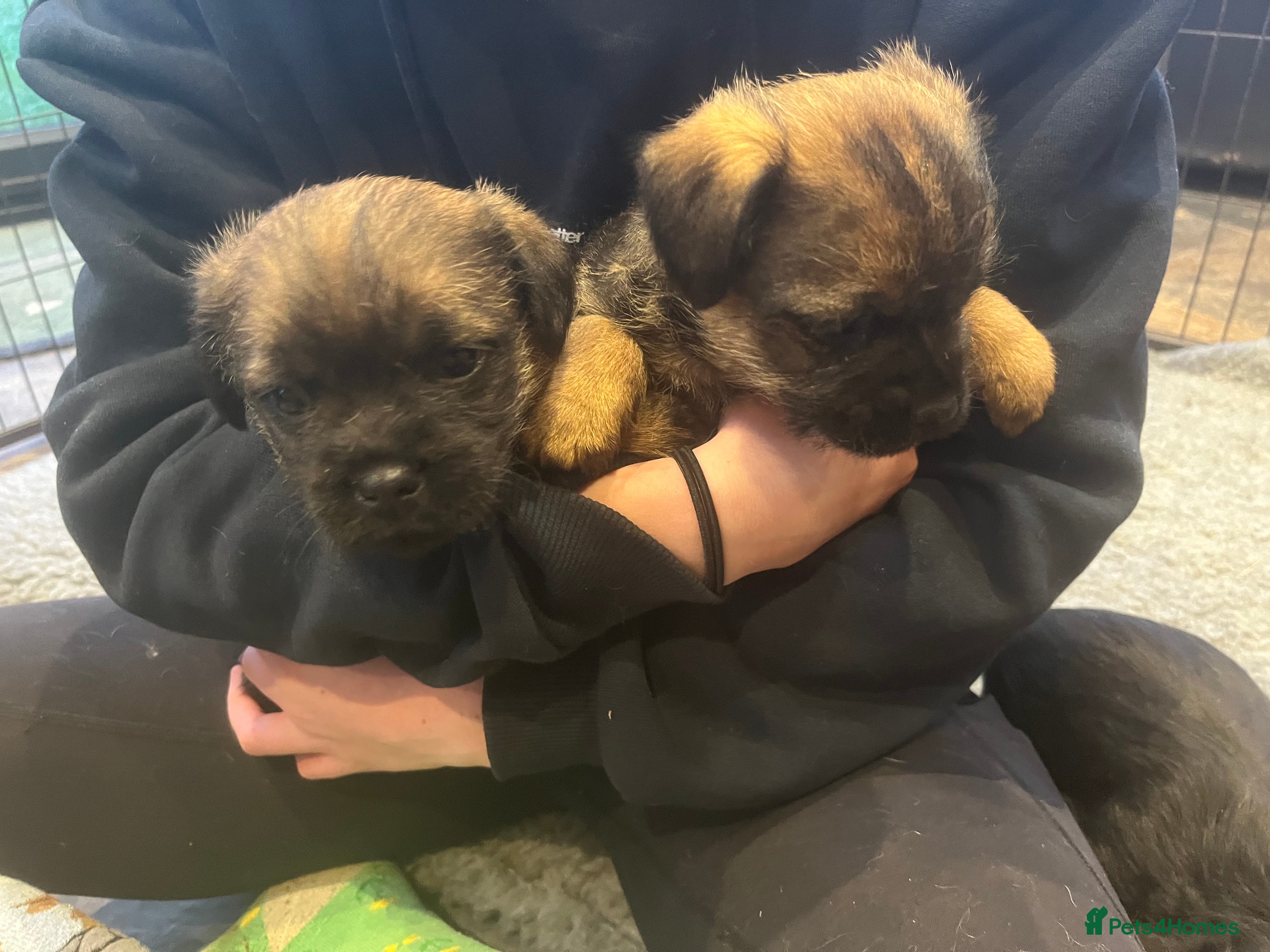 Border Terrier dogs Beautiful Border Terrier puppies  - Advert 4