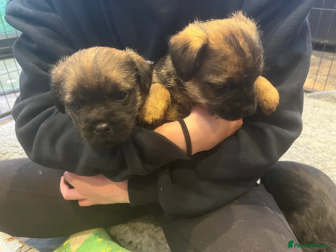 Border Terrier dogs for sale: Beautiful Border Terrier puppies  - Advert 1
