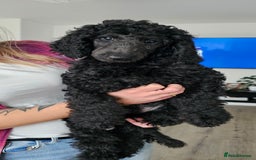 Standard Poodle dogs for sale: Last 3 Boys! KC standard poodle for sale ! - Image 6