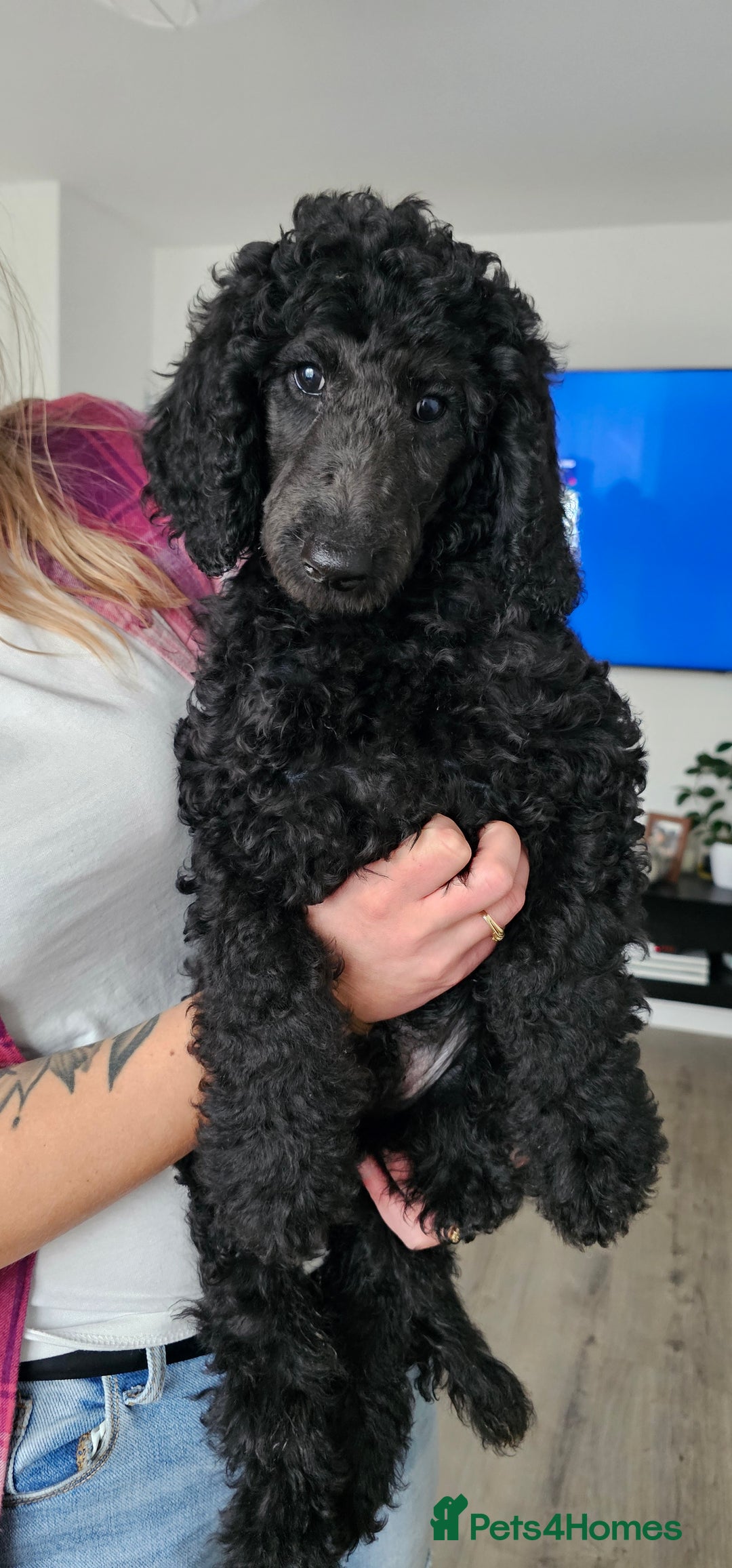 Standard Poodle dogs for sale: Last 3 Boys! KC standard poodle for sale ! - Image 6