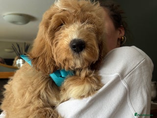 Labradoodle dogs - Advert 5