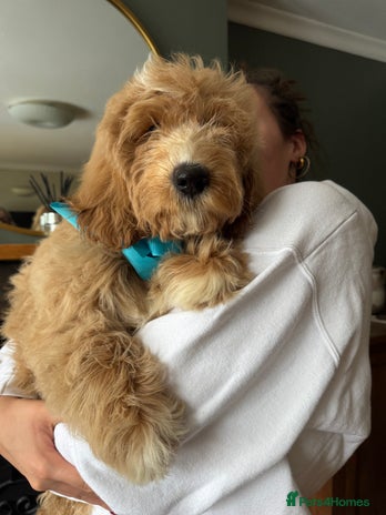 Labradoodle dogs - Advert 4