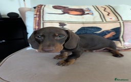 Miniature Dachshund dogs for sale: Miniature Dachshund Puppies for Sale to good home. in Oldham - Image 1