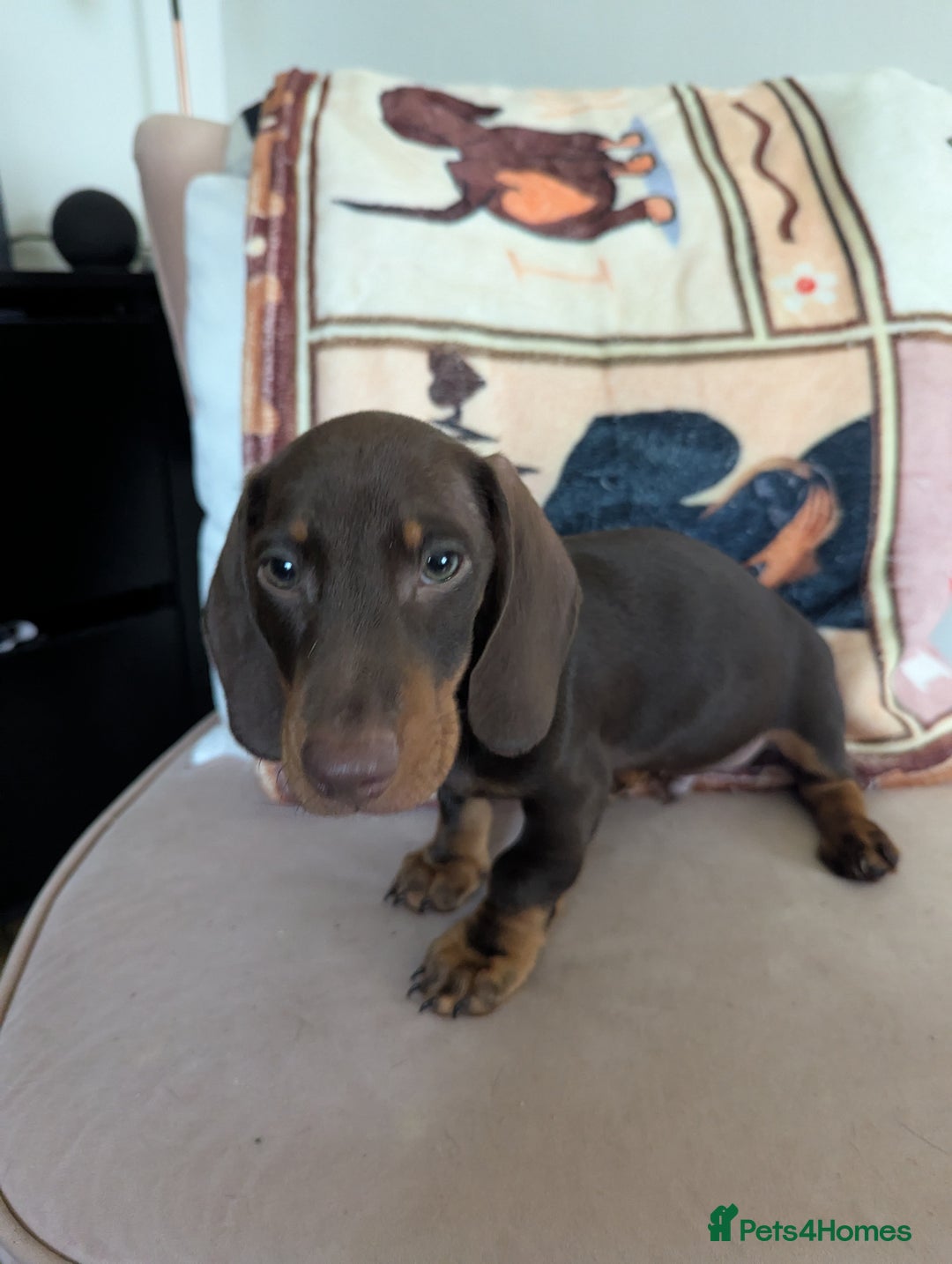 Miniature Dachshund dogs for sale: Miniature Dachshund Puppies for Sale to good home. in Oldham - Image 1
