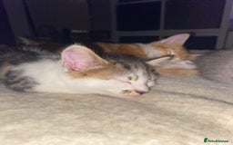Mixed Breed cats for sale: Ready to go gorgeous male white tabby  - Image 2
