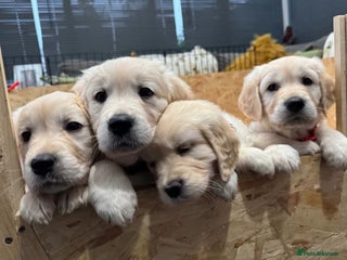 Golden Retriever dogs Golden retriever puppies - Advert 13