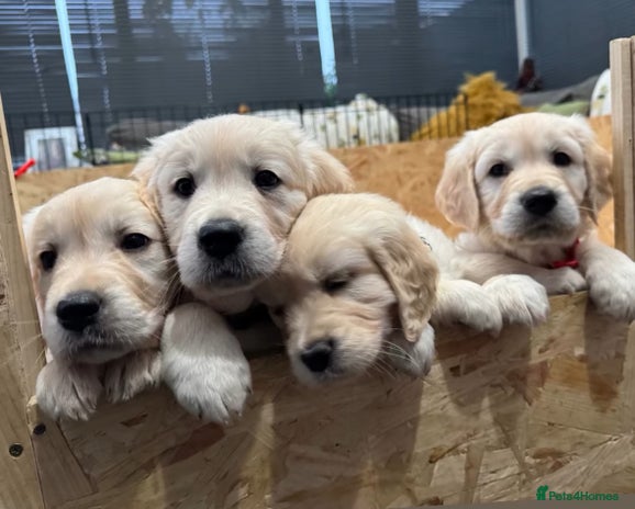 Golden Retriever dogs Golden retriever puppies - Advert 4