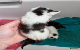 Mixed Breed cats for sale: Mixed breed stunning kittens - Image 10