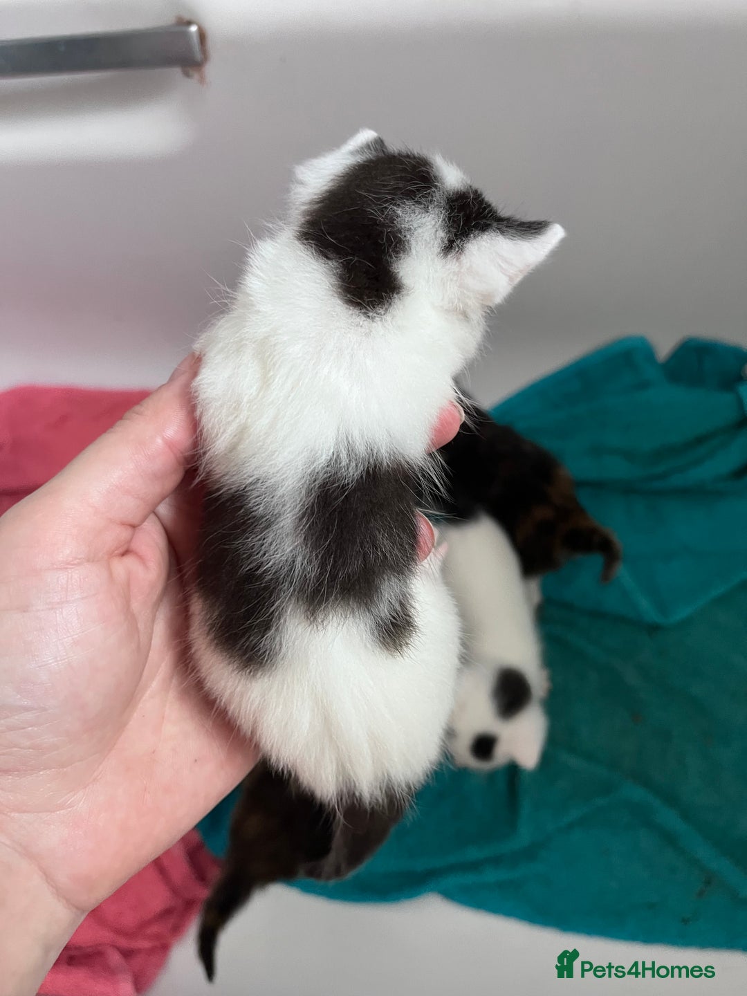 Mixed Breed cats for sale: Mixed breed stunning kittens - Image 10