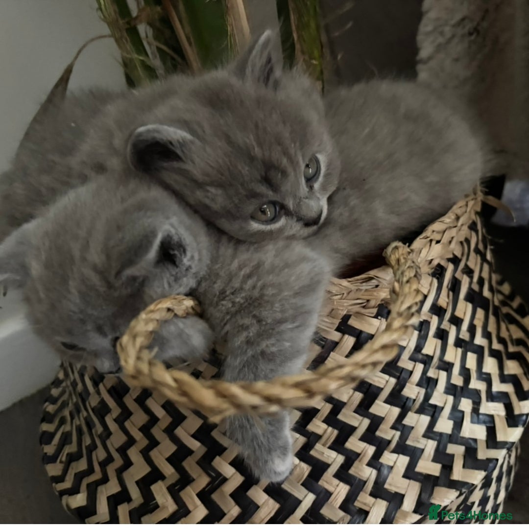 British Shorthair cats for sale: BEAUTIFUL BRITISH SHORT AND LONG HAIR KITTENS - Image 5