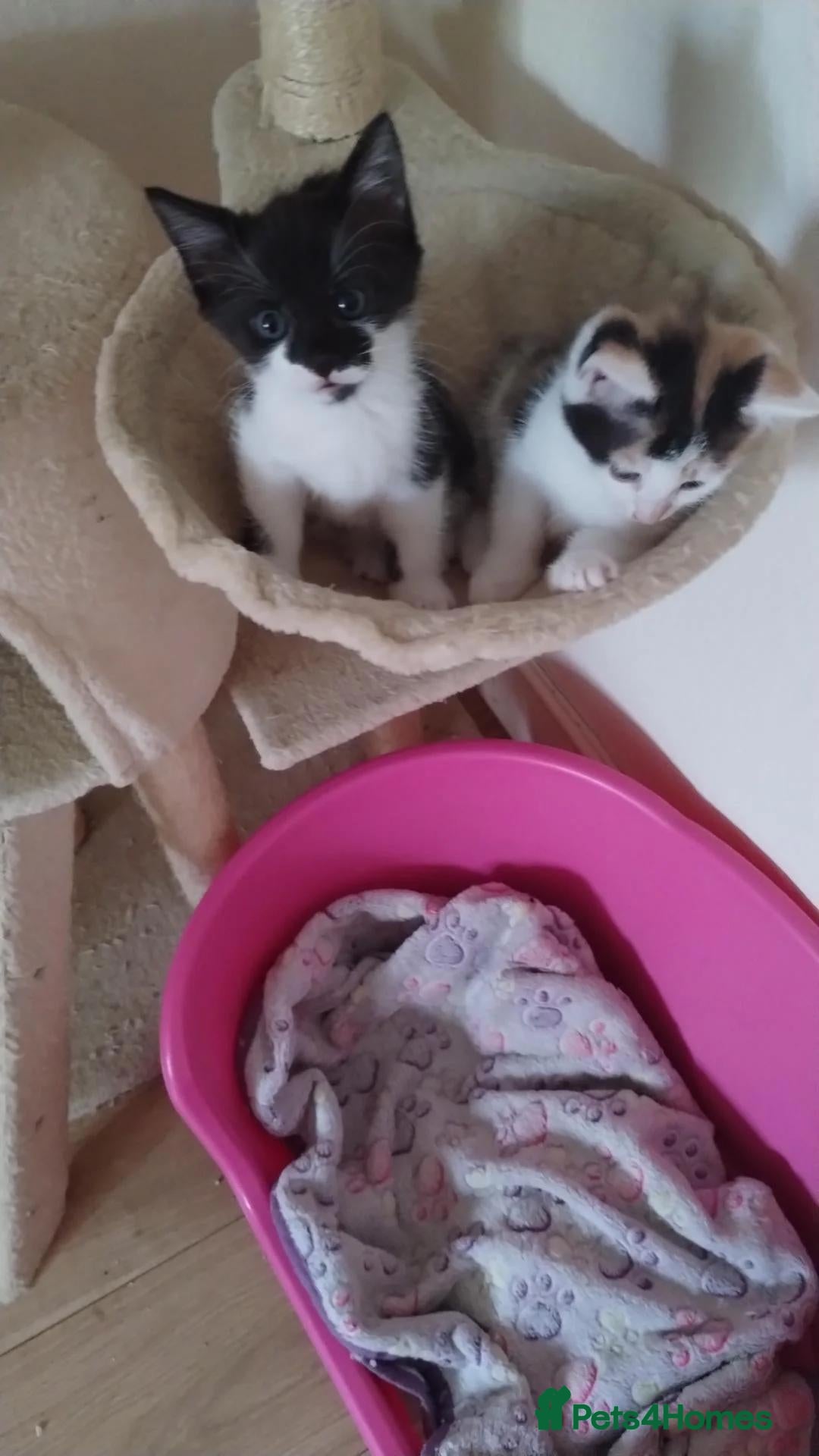 Mixed Breed cats Fluffy kittens. Ready this week - Advert 11