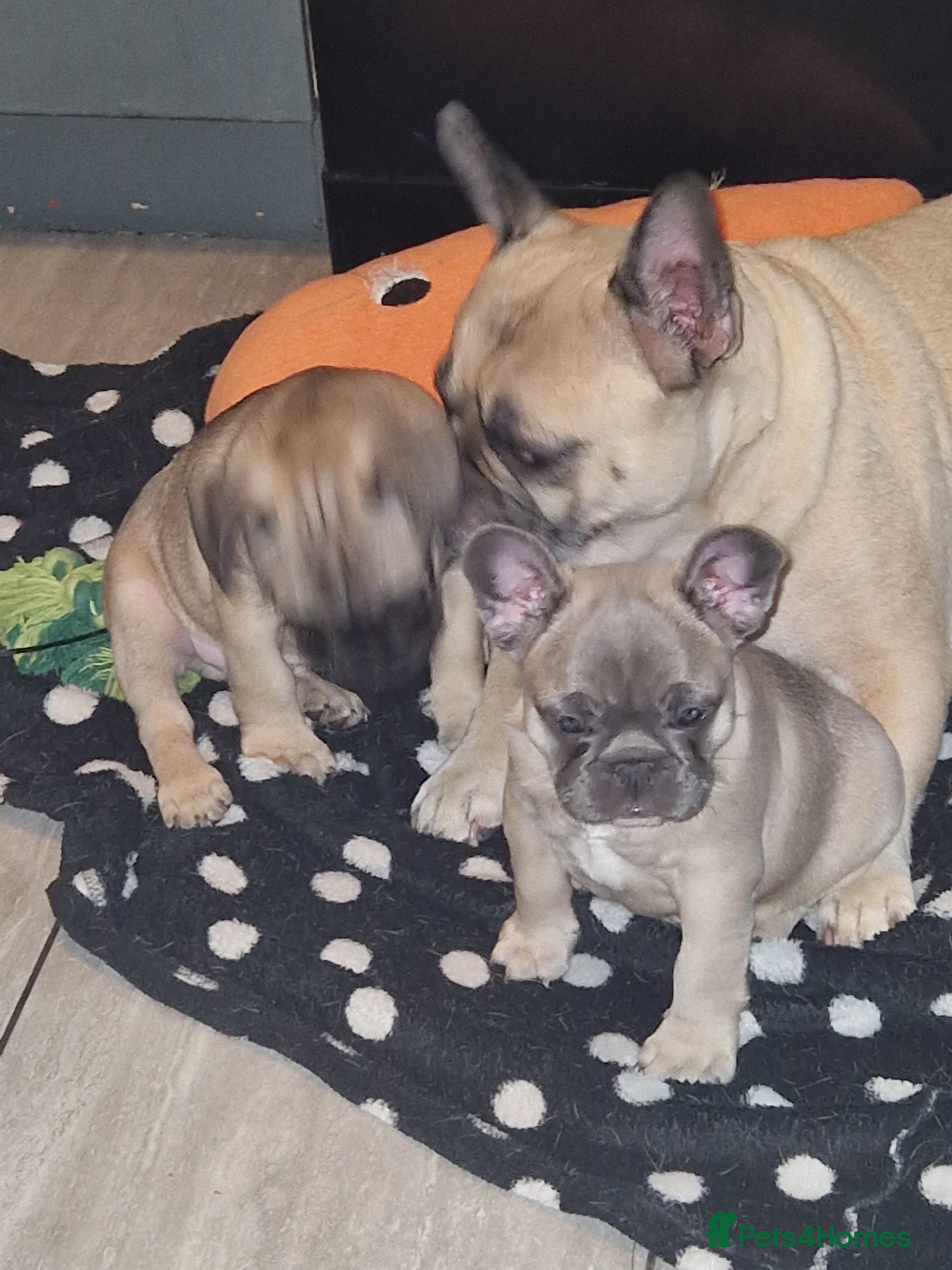 French Bulldog dogs French bulldog puppies blue - Advert 1