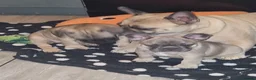 French Bulldog dogs for sale: French bulldog puppies blue in Birmingham - Advert 1