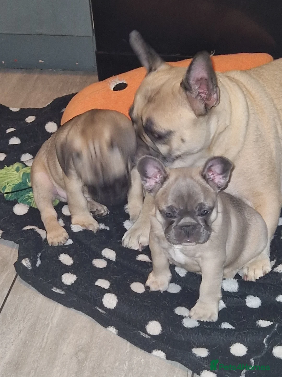 French Bulldog dogs for sale: French bulldog puppies blue in Birmingham - Advert 1