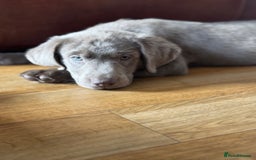 Labrador Retriever dogs for sale: 🩶 Silver & Charcoal Labrador Puppies - Image 8