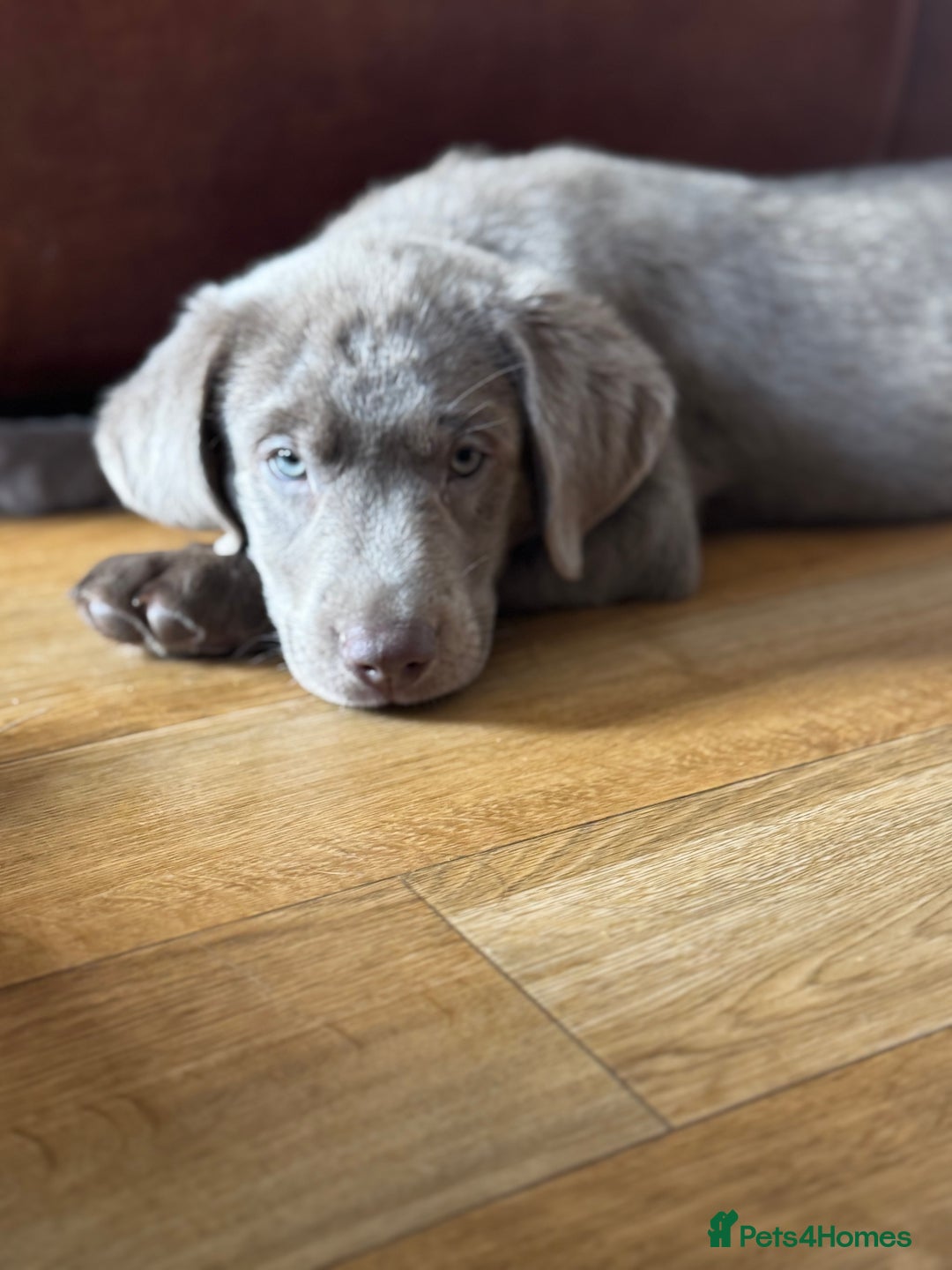 Labrador Retriever dogs for sale: 🩶 Silver & Charcoal Labrador Puppies - Image 8
