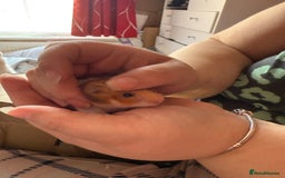 Mixed Breed rodents for sale: Downsizing my animal Collection  in Preston - Image 8