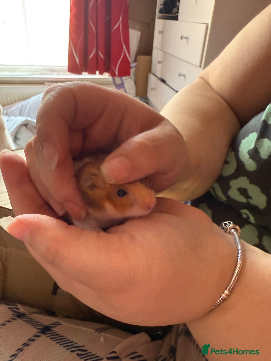 Mixed Breed rodents for sale: Downsizing my animal Collection  in Preston - Image 8