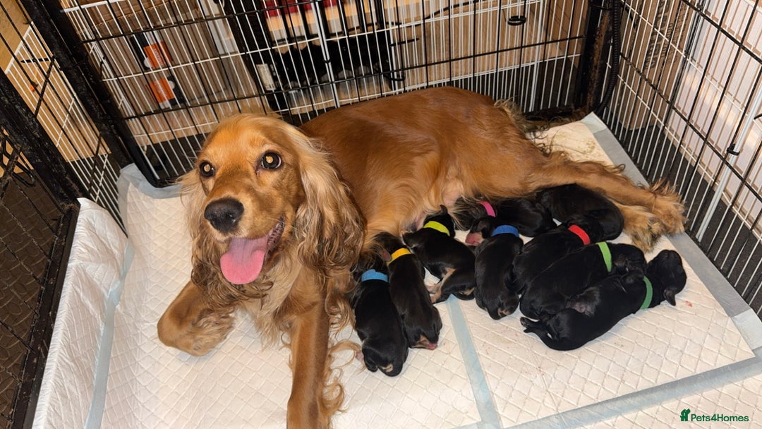 Cocker Spaniel dogs for sale: Show Cocker spaniel puppy’s 5 weeks old  - Advert 12