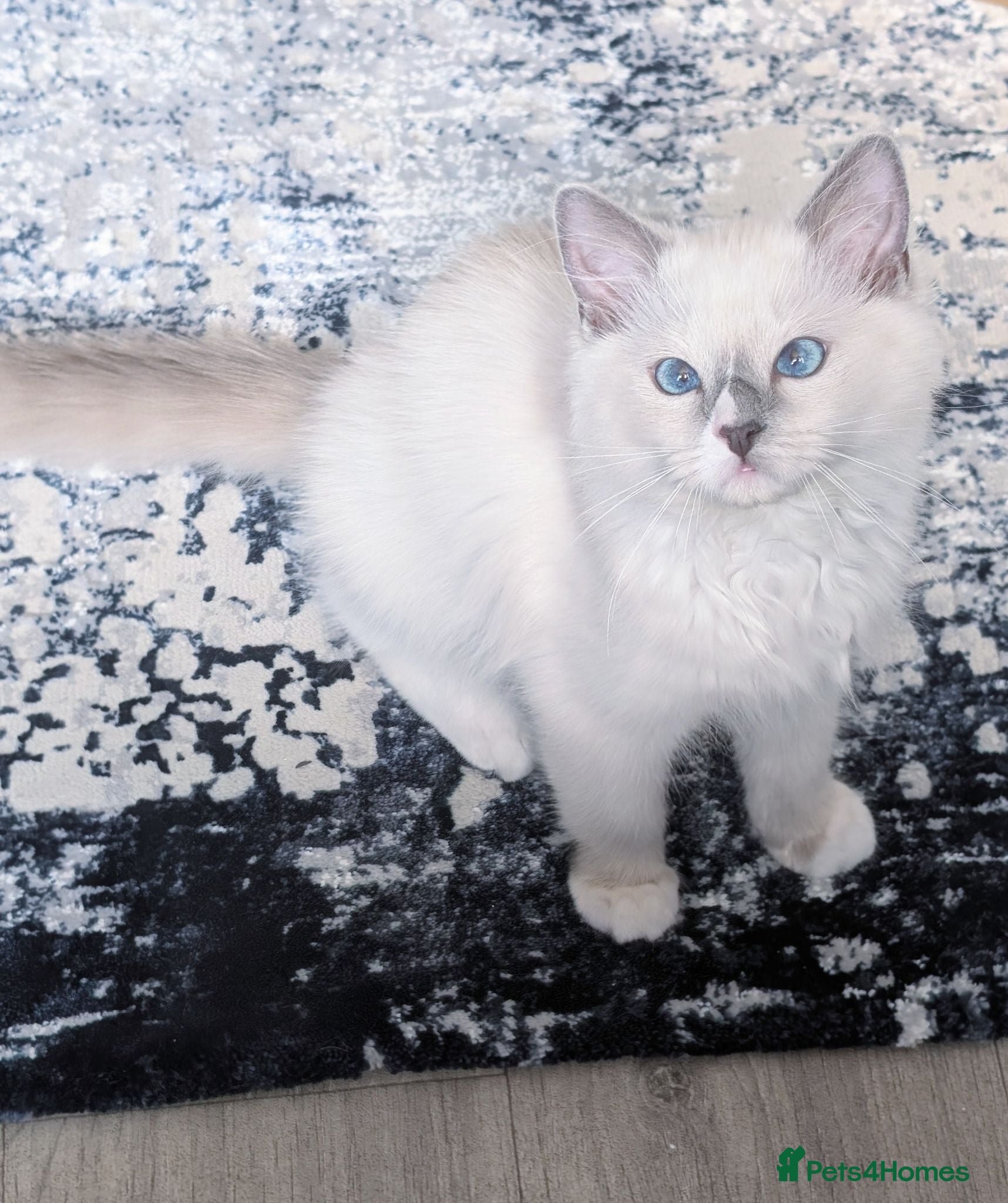 Ragdoll cats Champion EU pedigree TICA Ragdoll kitten  - Advert 15