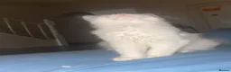 Norwegian Forest Cat cats for sale: Yumiko in London - Advert 8