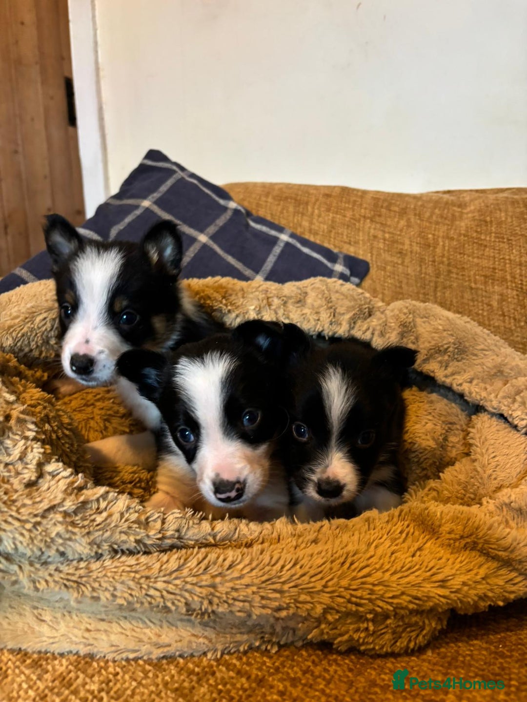 Border Collie dogs for sale: Stunning puppies. Parents health tested - Advert 3