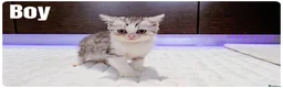 Munchkin cats for sale: Munchkin kittens - Advert 13
