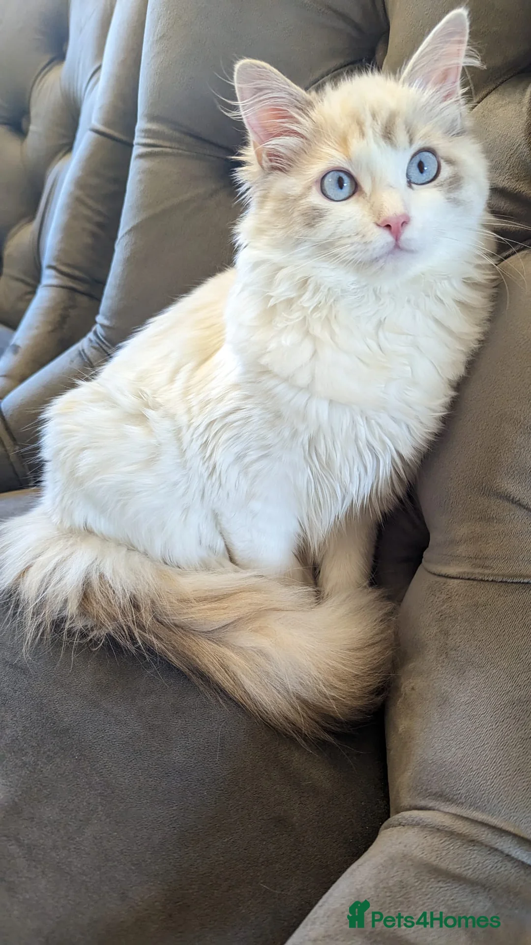 Ragdoll cats for sale: Beautiful Female Ragdoll Looking for a Loving Home - Advert 9