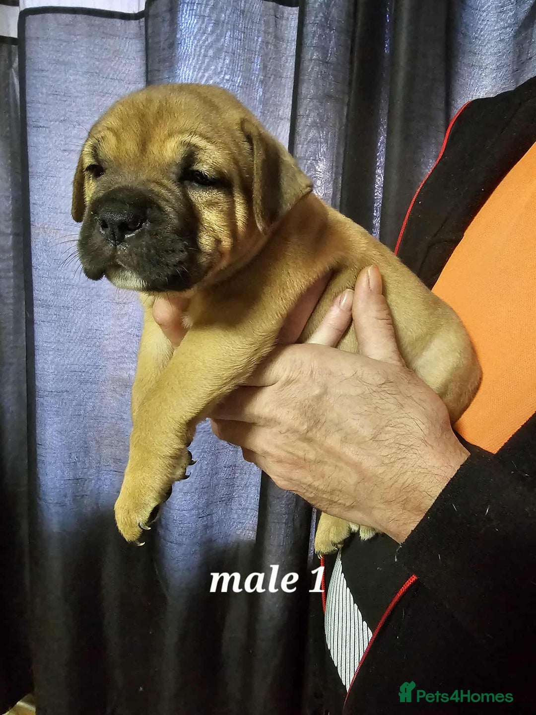Mixed Breed dogs for sale: American bulldog x Staffordshire terrier puppies  - Image 3